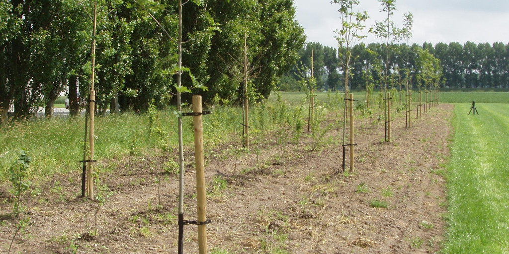 nieuwe aanplant van bomen
